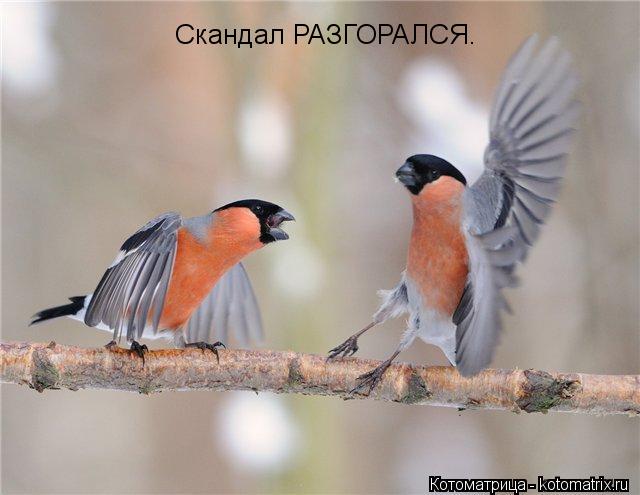 Котоматрица: Скандал РАЗГОРАЛСЯ.