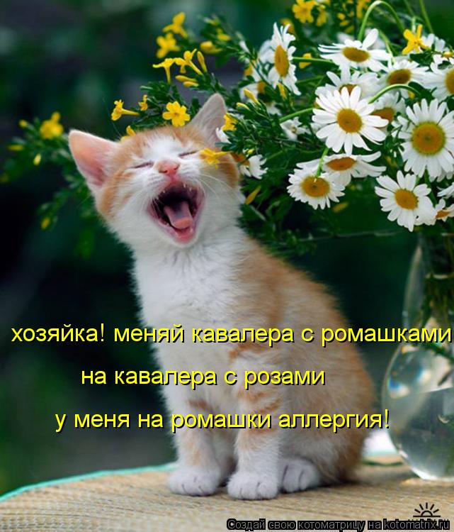 Котоматрица: хозяйка! меняй кавалера с ромашками на кавалера с розами  у меня на ромашки аллергия!