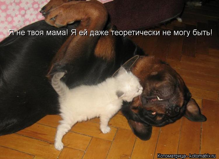Я не твоя мама! Я ей даже теоретически не могу быть!... Котоматрица: Я не твоя мама! Я ей даже теоретически не могу быть!