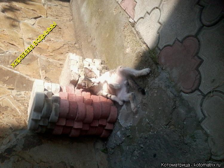 Котоматрица: жарааааа водыыыы