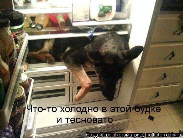 Что-то холодно в этой будке и тесновато... Котоматрица: Что-то холодно в этой будке и тесновато