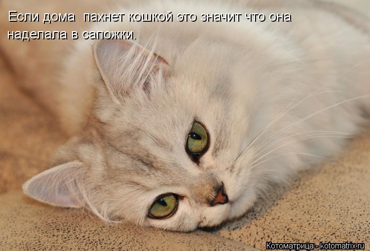 Котоматрица: Если дома  пахнет кошкой это значит что она  наделала в сапожки.