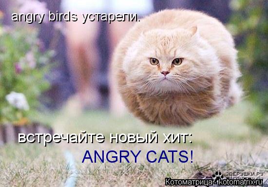 Котоматрица: angry birds устарели. встречайте новый хит: ANGRY CATS!
