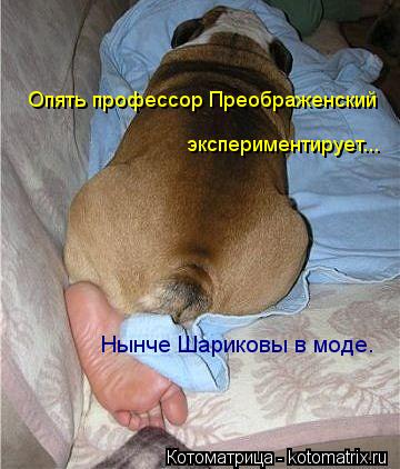 Котоматрица: Опять профессор Преображенский  экспериментирует... Нынче Шариковы в моде.