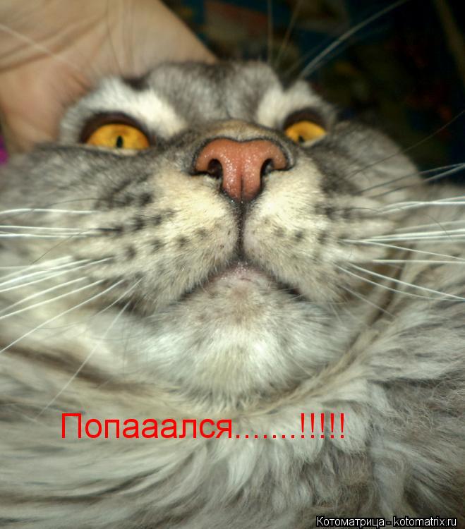 Котоматрица: Попааался.......!!!!!