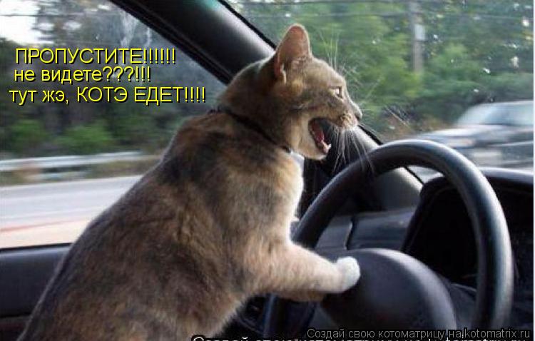 Котоматрица: ПРОПУСТИТЕ!!!!!! не видете???!!! тут жэ, КОТЭ ЕДЕТ!!!!