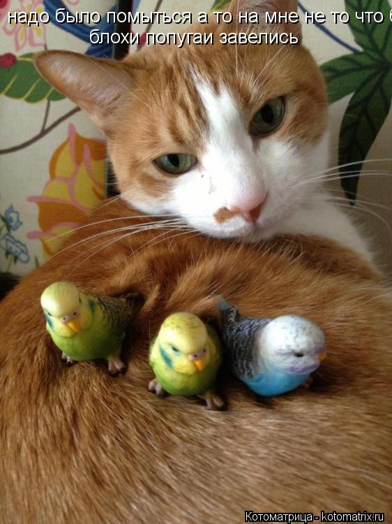 Котоматрица: надо было помыться а то на мне не то что блохи   блохи попугаи завелись