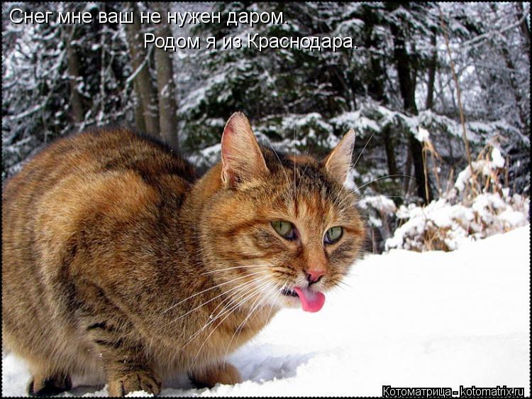 Котоматрица: Снег мне ваш не нужен даром. Родом я из Краснодара.