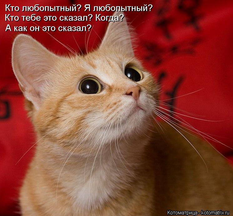 Котоматрица: Кто любопытный? Я любопытный? Кто тебе это сказал? Когда? А как он это сказал?