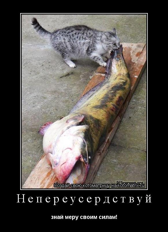 Непереусердствуй знай меру своим силам!... Котоматрица: Непереусердствуй знай меру своим силам!