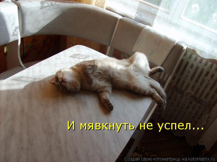 Котоматрица: И мявкнуть не успел...