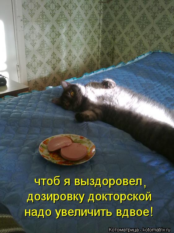 Котоматрица: чтоб я выздоровел дозировку докторской надо увеличить вдвое! ,