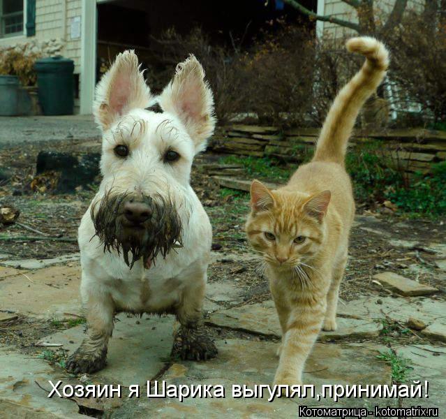 Котоматрица: Хозяин я Шарика выгулял,принимай!