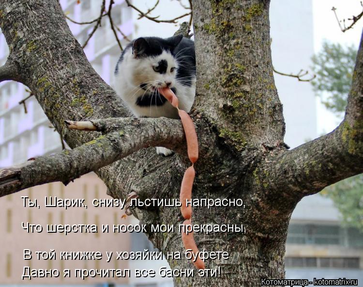 Котоматрица: Ты, Шарик, снизу льстишь напрасно, Что шерстка и носок мои прекрасны, В той книжке у хозяйки на буфете Давно я прочитал все басни эти!