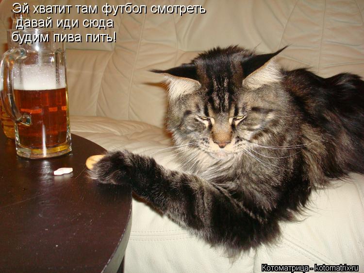 Эй хватит там футбол смотреть давай иди сюда будим пива пить!... Котоматрица: Эй хватит там футбол смотреть давай иди сюда будим пива пить!