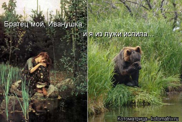 Братец мой, Иванушка, и я из лужи испила...... Котоматрица: Братец мой, Иванушка, и я из лужи испила...