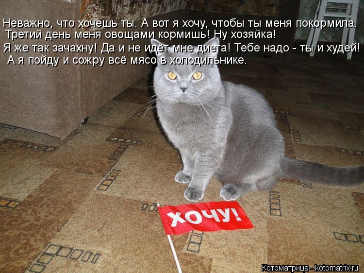 Третий день меня овощами кормишь! Ну хозяйка! Я же так зачахну! Да и не идёт мне диета! Тебе надо - т... Котоматрица: Третий день меня овощами кормишь! Ну хозяйка! Я же так зачахну! Да и не идёт мне диета! Тебе надо - ты и худей! Неважно, что хочешь ты. А вот я хо