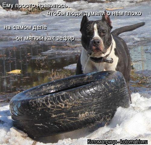 Ему просто нравилось, чтобы люди думали о нём плохо на самом деле он мягкий как зефир... Котоматрица: Ему просто нравилось, чтобы люди думали о нём плохо на самом деле он мягкий как зефир