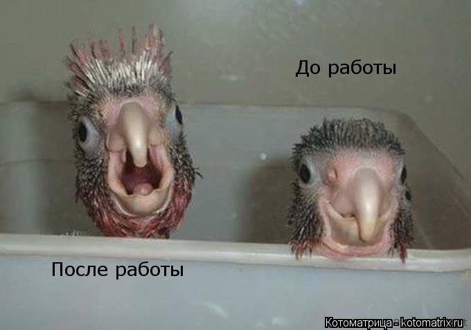 После работы До работы... Котоматрица: После работы До работы