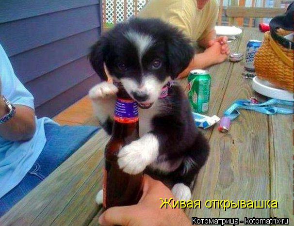 Котоматрица: Живая открывашка