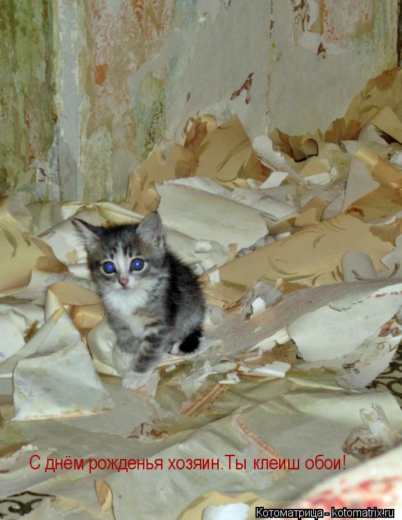 Котоматрица: С днём рожденья хозяин.Ты клеиш обои!