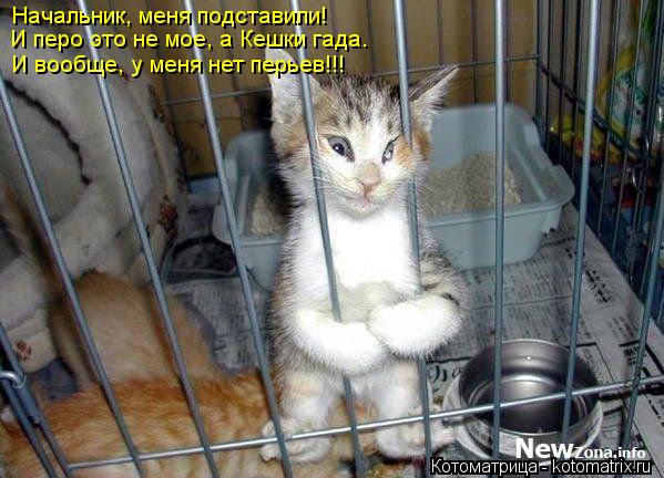 Котоматрица: Начальник, меня подставили! И перо это не мое, а Кешки гада. И вообще, у меня нет перьев!!!