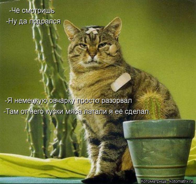 Котоматрица: -Чё смотришь -Ну да подрался -Я немецкую овчарку просто разорвал -Там от него куски мяса латали я её сделал.