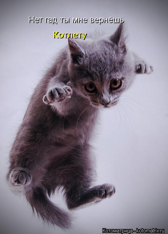 Котоматрица: Нет гад ты мне вернёшь  Котлету