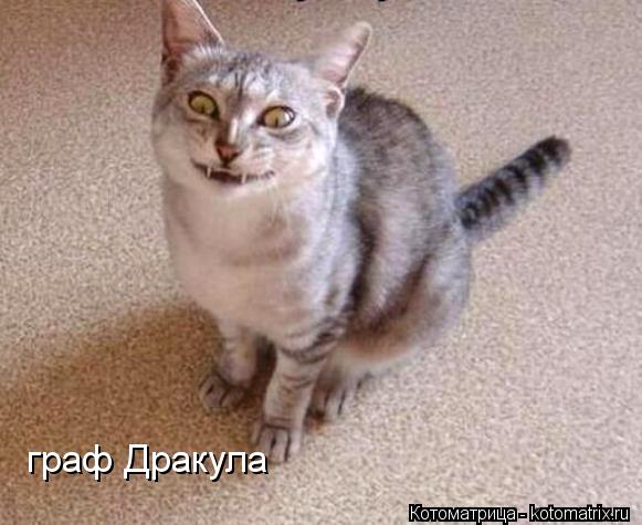 Котоматрица: граф Дракула