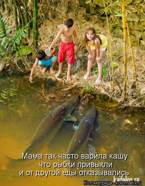 Мама так часто варила кашу что рыбки привыкли и от другой еды отказывались... Котоматрица: Мама так часто варила кашу что рыбки привыкли и от другой еды отказывались
