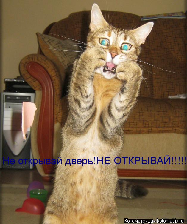 Не открывай дверь!НЕ ОТКРЫВАЙ!!!!!... Котоматрица: Не открывай дверь!НЕ ОТКРЫВАЙ!!!!!