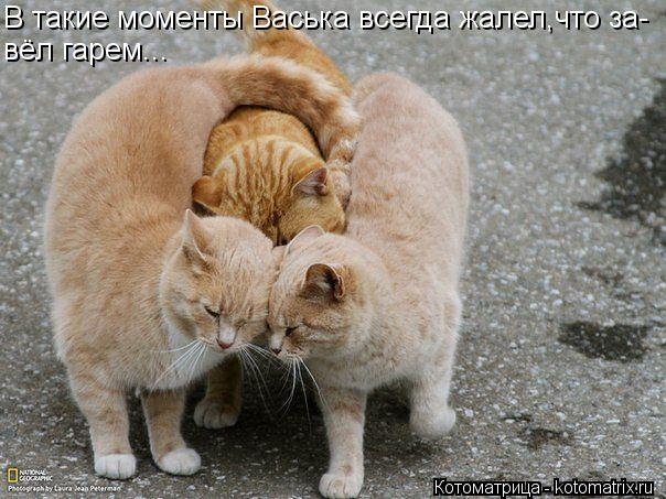 В такие моменты Васька всегда жалел,что за- вёл гарем...... Котоматрица: В такие моменты Васька всегда жалел,что за- вёл гарем...