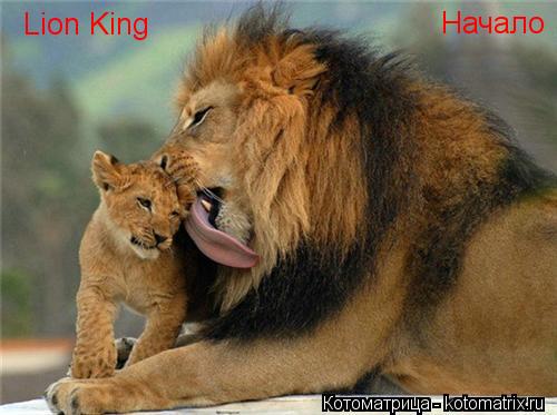 Lion King Начало... Котоматрица: Lion King Начало