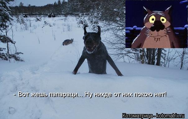 Котоматрица: - Вот жешь папараци... Ну нихде от них покою нет!