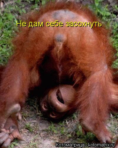 Котоматрица: Не дам себе засохнуть