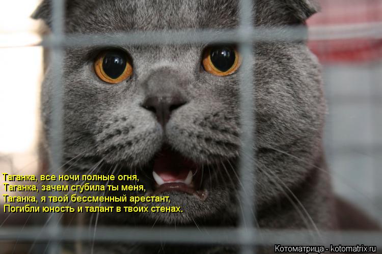 Котоматрица: Таганка, все ночи полные огня,  Таганка, зачем сгубила ты меня, Таганка, я твой бессменный арестант, Погибли юность и талант в твоих стенах.