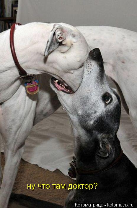 ну что там доктор?... Котоматрица: ну что там доктор?