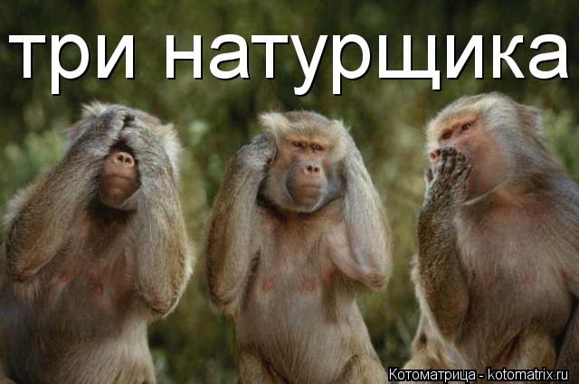 Котоматрица: три натурщика