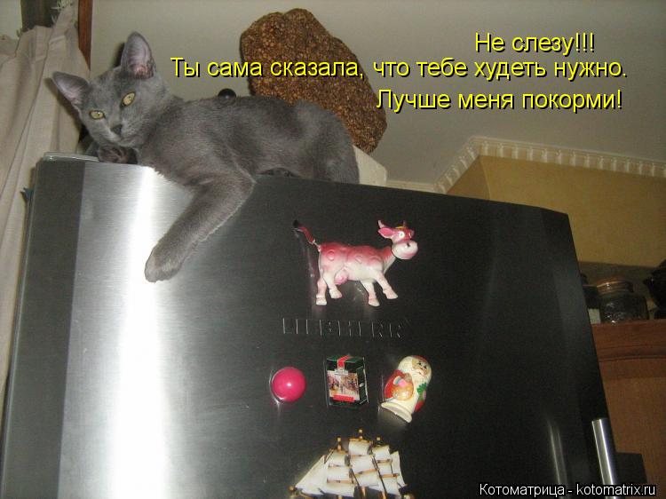 Котоматрица: Не слезу!!! Не слезу!!! Ты сама сказала, что тебе худеть нужно. Лучше меня покорми!