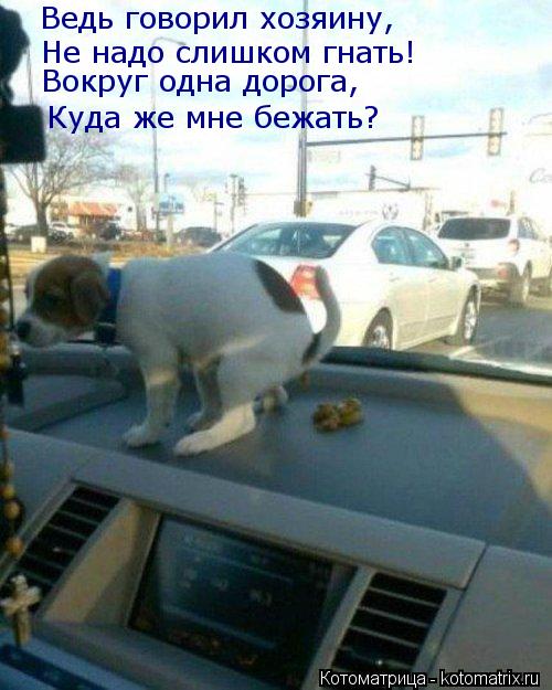 Котоматрица: Ведь говорил хозяину, Не надо слишком гнать! Куда же мне бежать? Вокруг одна дорога,