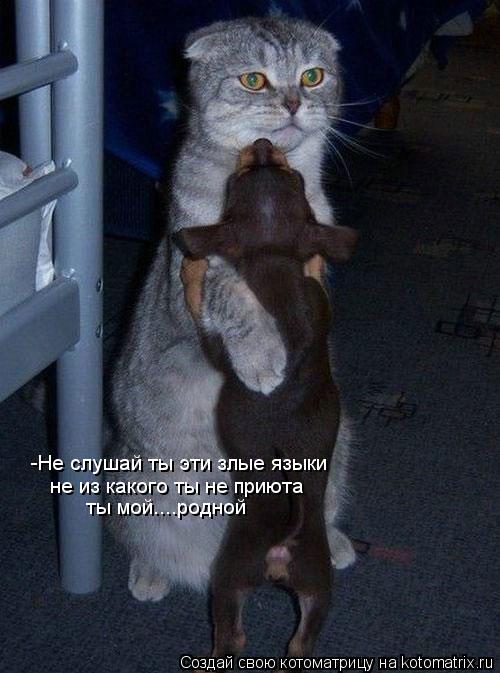 -Не слушай ты эти злые языки не из какого ты не приюта ты мой....родной... Котоматрица: -Не слушай ты эти злые языки не из какого ты не приюта ты мой....родной