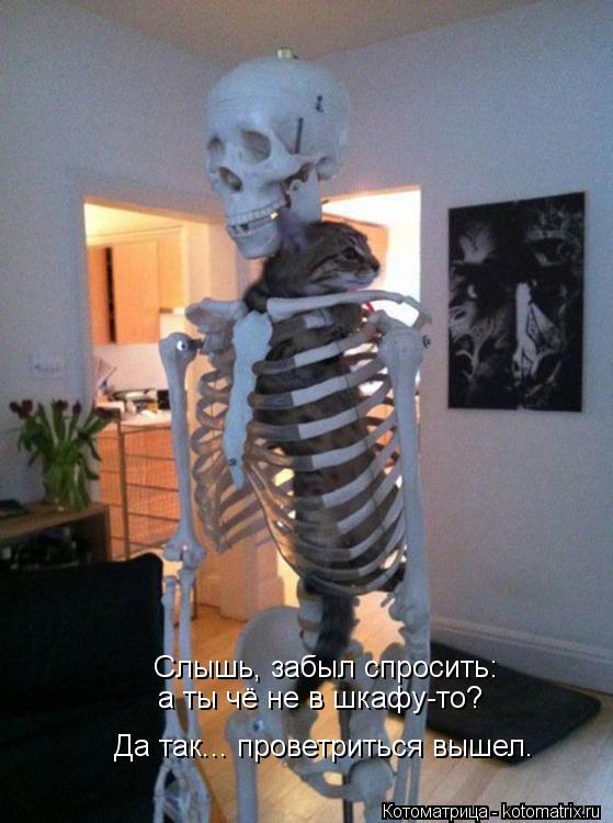 Слышь, забыл спросить: а ты чё не в шкафу-то? Да так... проветриться вышел.... Котоматрица: Слышь, забыл спросить: а ты чё не в шкафу-то? Да так... проветриться вышел.