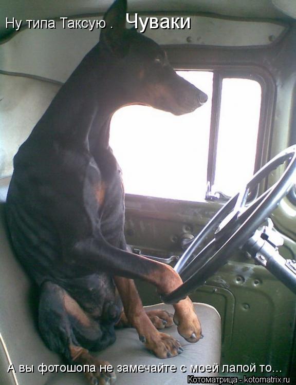 Ну типа Таксую . Чуваки А вы фотошопа не замечайте с моей лапой то...... Котоматрица: Ну типа Таксую . Чуваки А вы фотошопа не замечайте с моей лапой то...