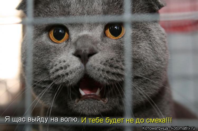 Я щас выйду на волю, И тебе будет не до смеха!!!... Котоматрица: Я щас выйду на волю, И тебе будет не до смеха!!!