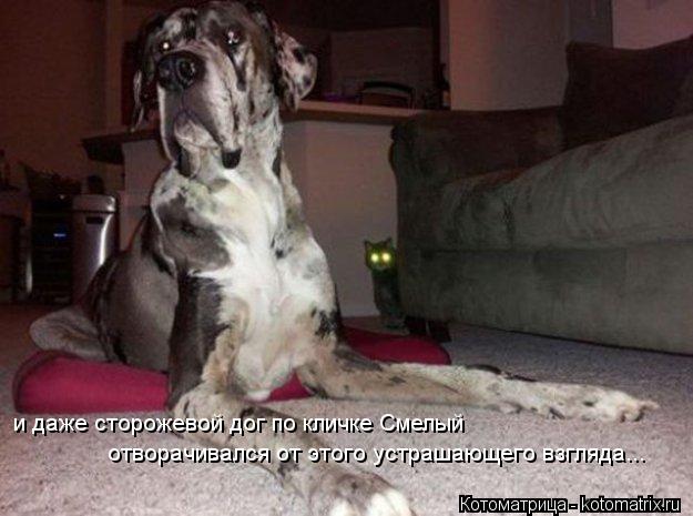 Котоматрица: и даже сторожевой дог по кличке Смелый отворачивался от этого устрашающего взгляда...