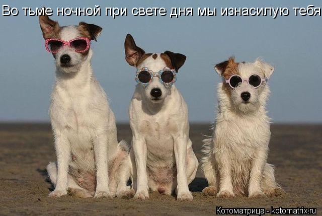 Котоматрица: Во тьме ночной при свете дня мы изнасилую тебя