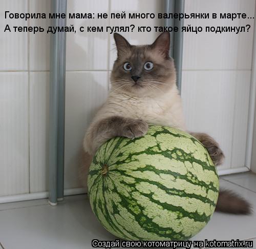 Говорила мне мама: не пей много валерьянки в марте... А теперь думай, с кем гулял? кто такое яйцо под... Котоматрица: Говорила мне мама: не пей много валерьянки в марте... А теперь думай, с кем гулял? кто такое яйцо подкинул?