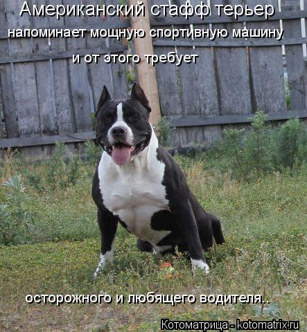 Американский стафф терьер напоминает мощную спортивную машину и от этого требует осторожного и любя... Котоматрица: Американский стафф терьер напоминает мощную спортивную машину и от этого требует осторожного и любящего водителя..