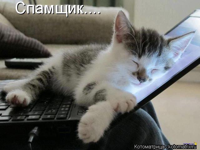 Котоматрица: Спамщик....