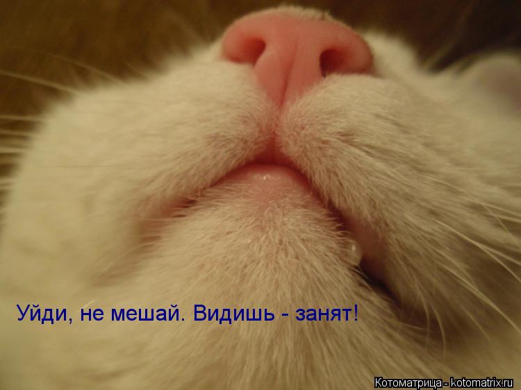 Котоматрица: Уйди, не мешай. Видишь - занят!